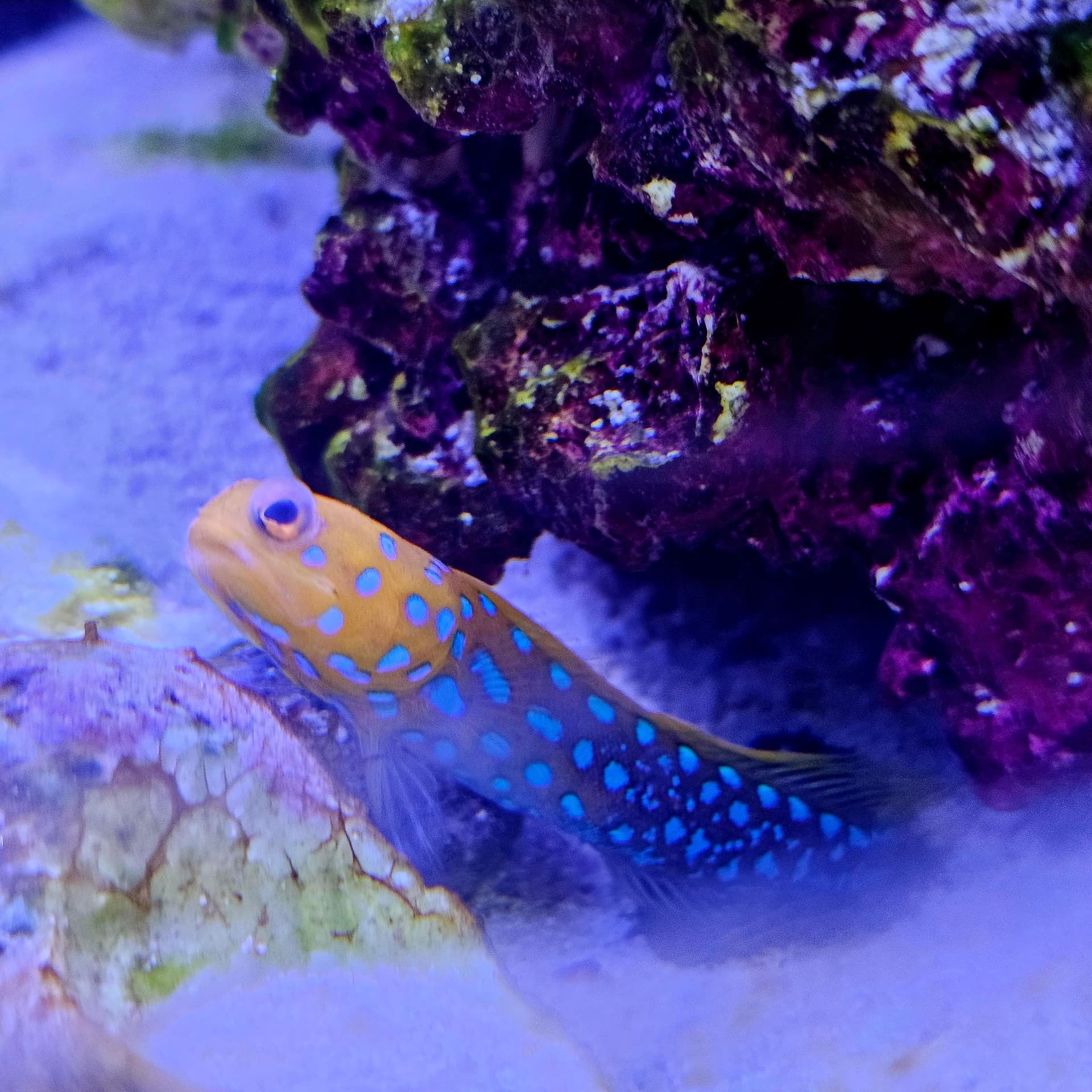 Meet Our Mascot Peanut - Adding Color at Rooftop Solutions image